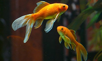 Karpfenfische