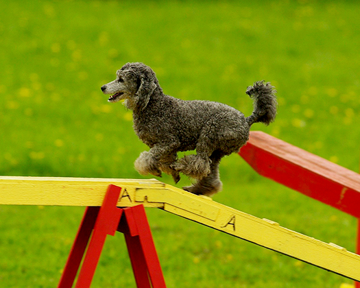 Hund Agility